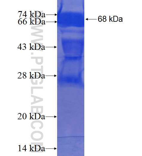 ZC3H15 fusion protein Ag24091 SDS-PAGE