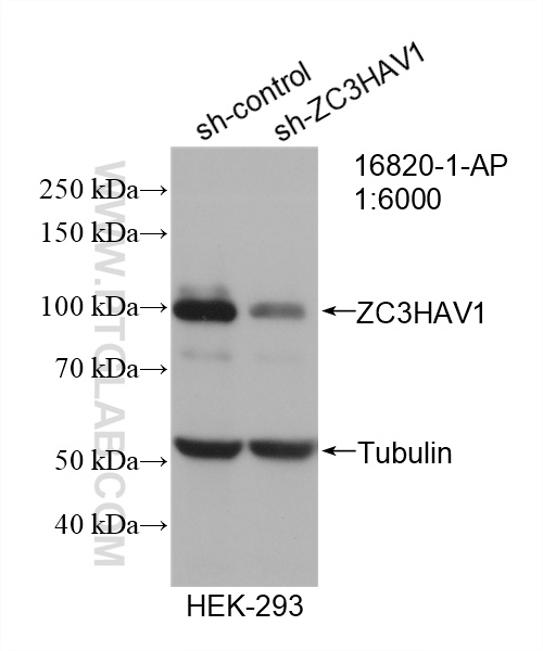 WB analysis of HEK-293 using 16820-1-AP