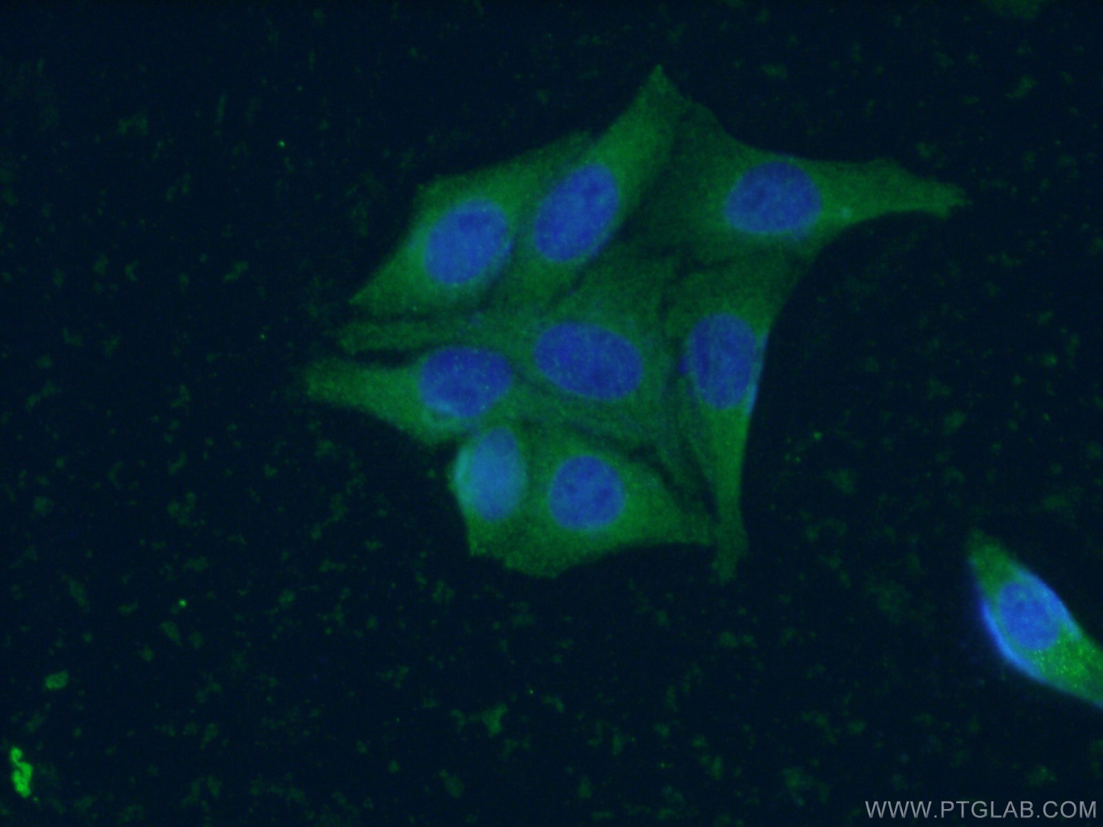 IF Staining of HepG2 using 66413-1-Ig