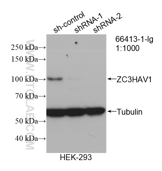 WB analysis of HEK-293 using 66413-1-Ig