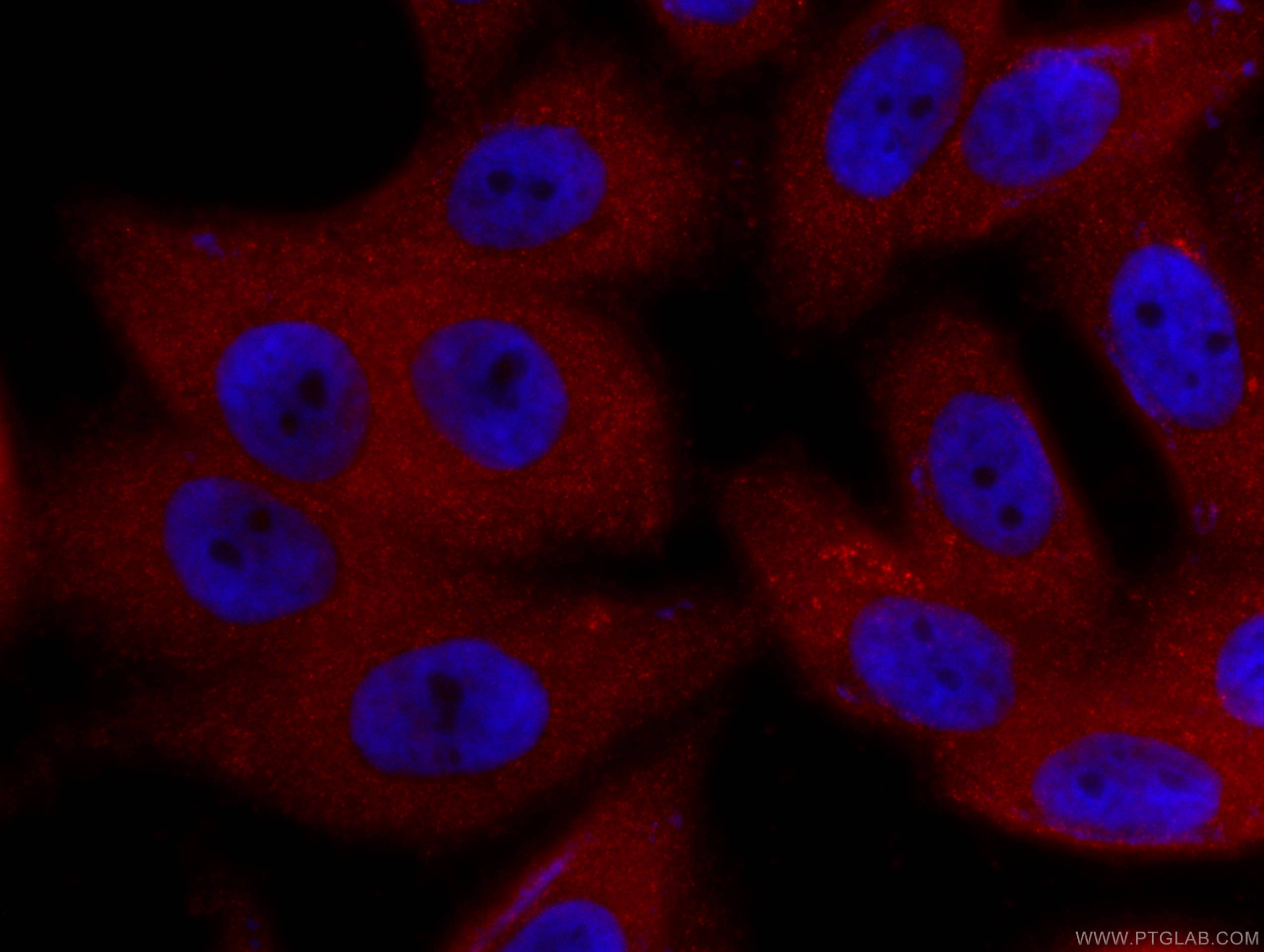 IF Staining of HepG2 using CL594-66413