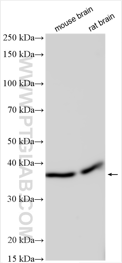 WB analysis using 26442-1-AP