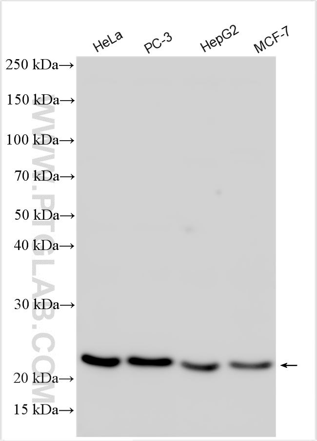 WB analysis using 26023-1-AP