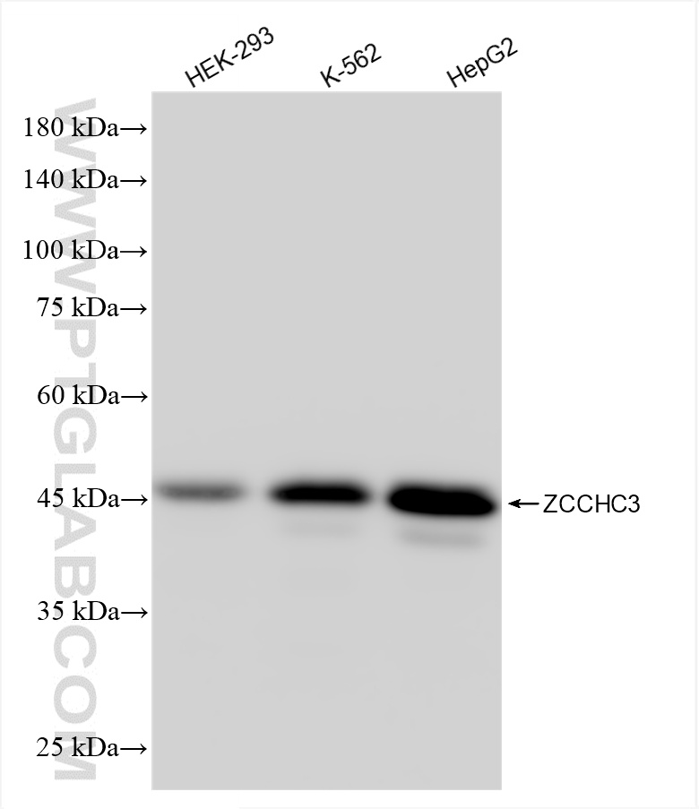 WB analysis using 85721-3-RR