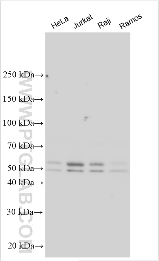 WB analysis using 32481-1-AP