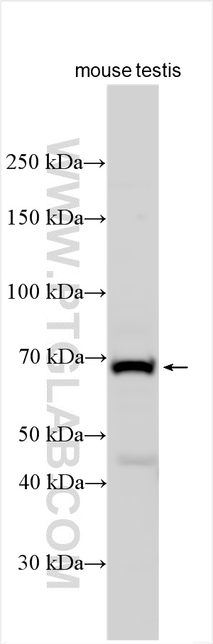 WB analysis of mouse testis using 20860-1-AP