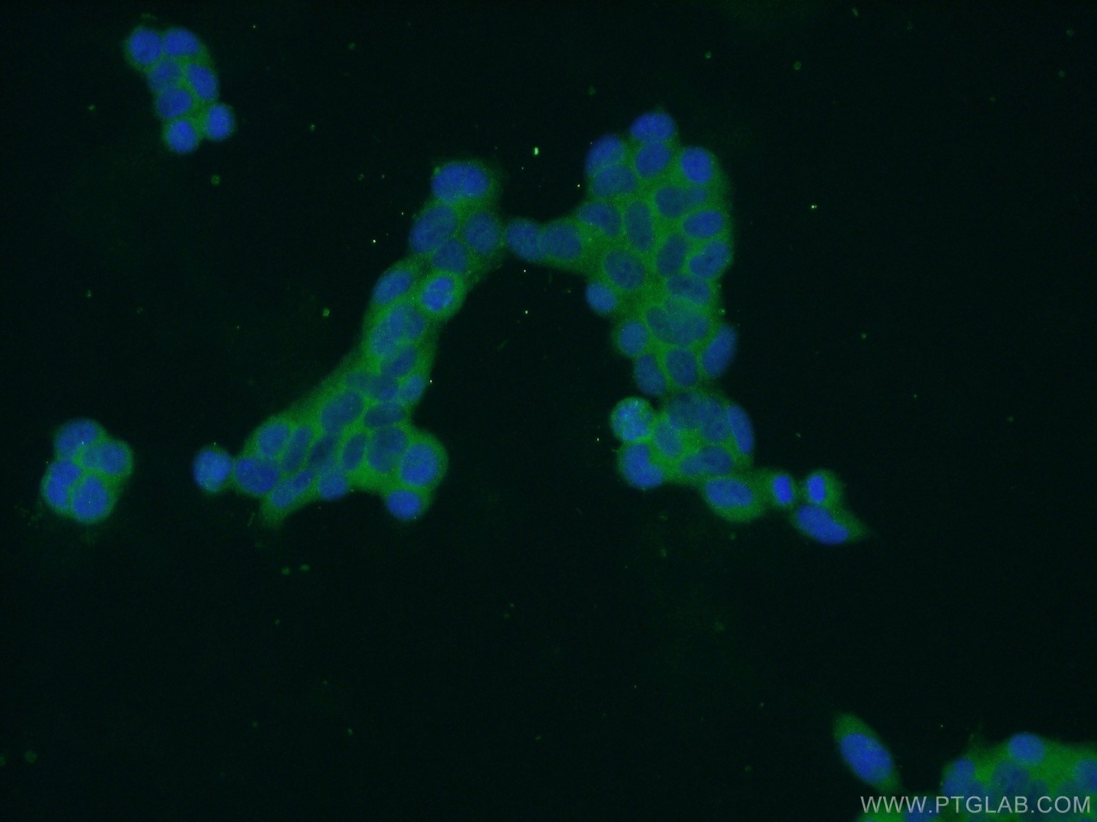 IF Staining of HEK-293 using 24759-1-AP