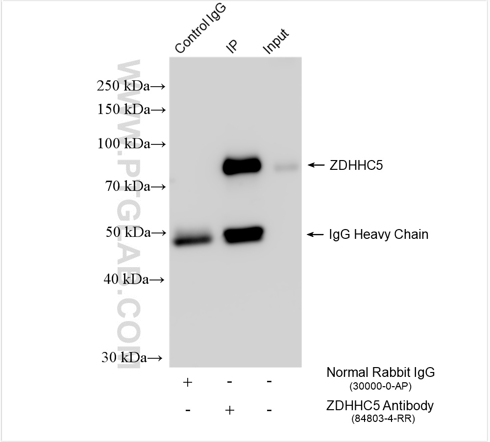 IP experiment of HEK-293 using 84803-4-RR