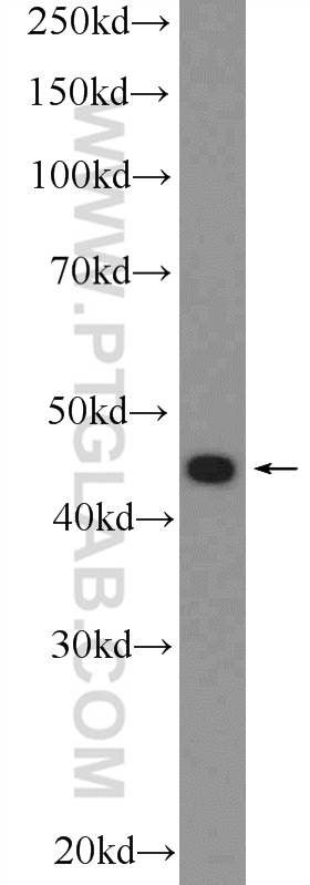 WB analysis of PC-3 using 25985-1-AP