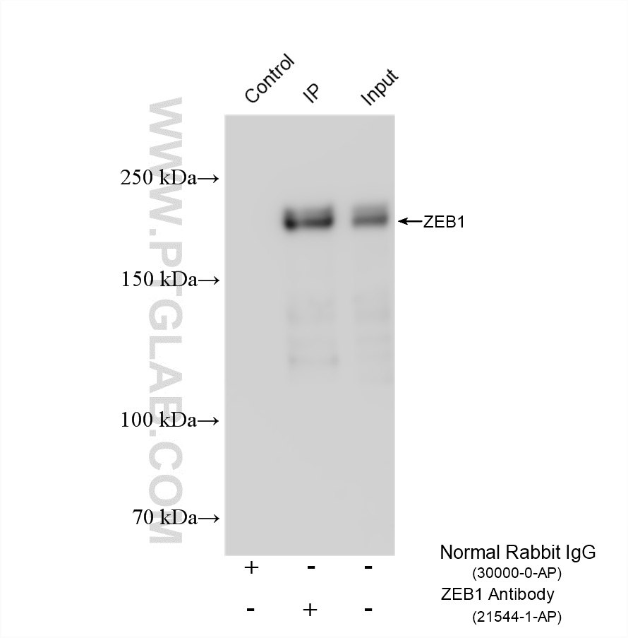 IP experiment of NIH/3T3 using 21544-1-AP
