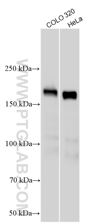 WB analysis using 21544-1-AP