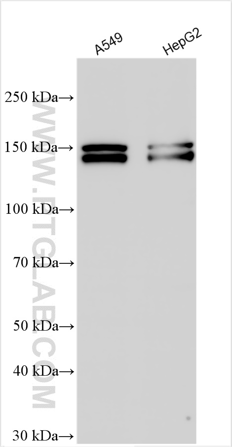 WB analysis using 14026-1-AP