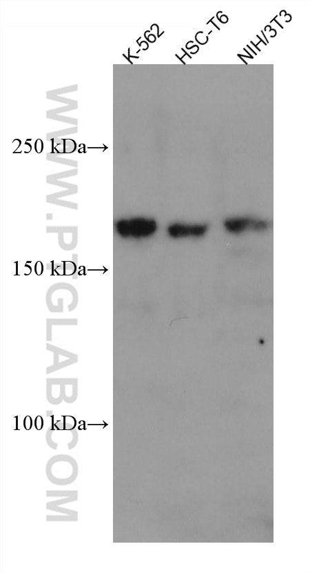 WB analysis using 67514-1-Ig (same clone as 67514-1-PBS)
