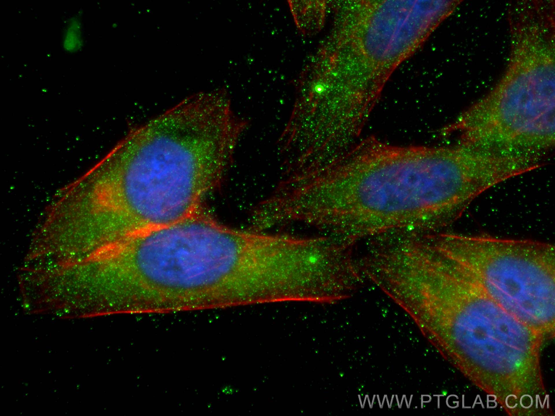 IF Staining of HepG2 using 68258-1-Ig