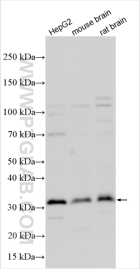 WB analysis using 25048-1-AP