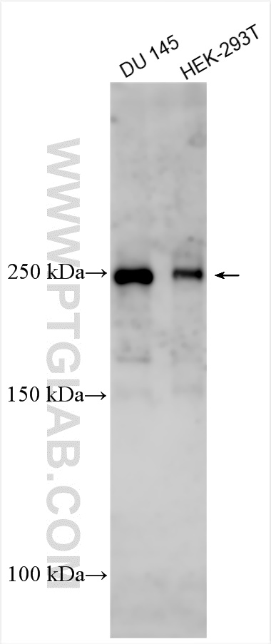 WB analysis using 30834-1-AP