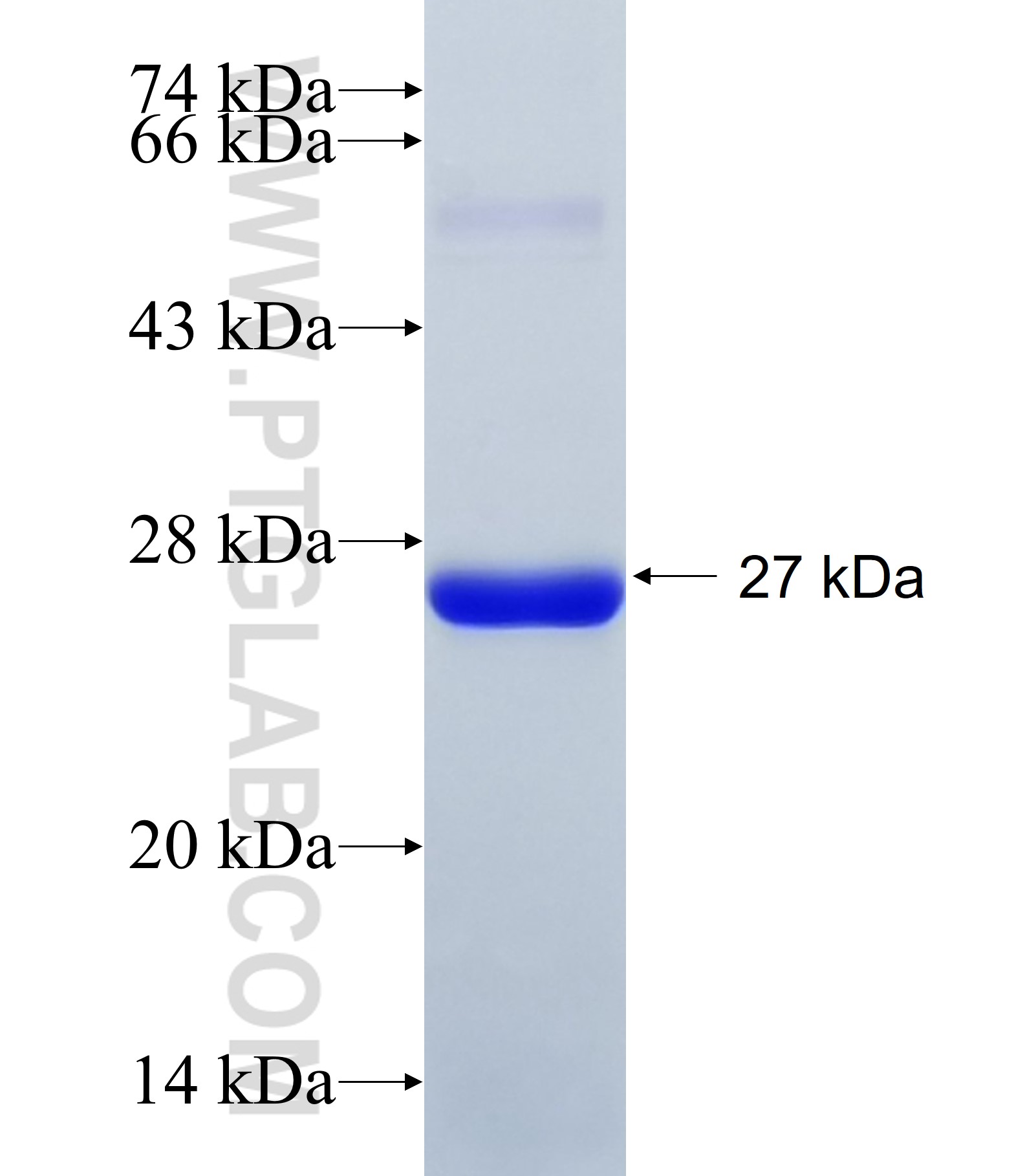 ZFC3H1 fusion protein Ag34259 SDS-PAGE ZFC3H1 fusion protein Ag34259 SDS-PAGE