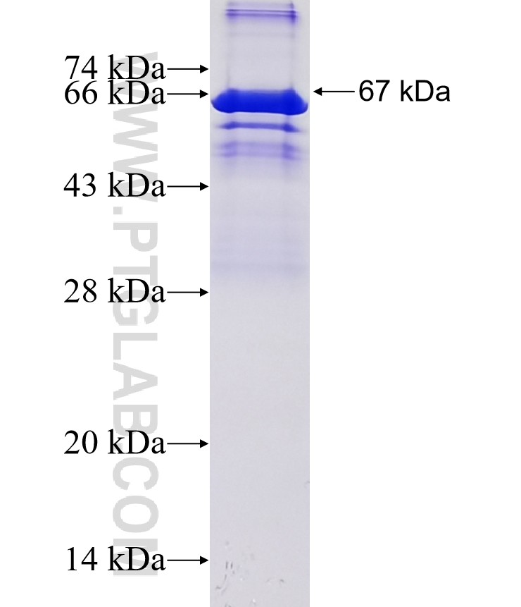 ZFHX3 fusion protein Ag14080 SDS-PAGE