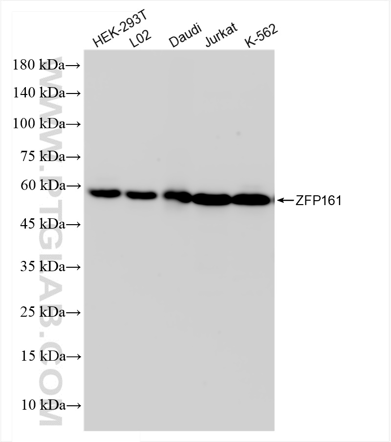 WB analysis using 83909-4-RR