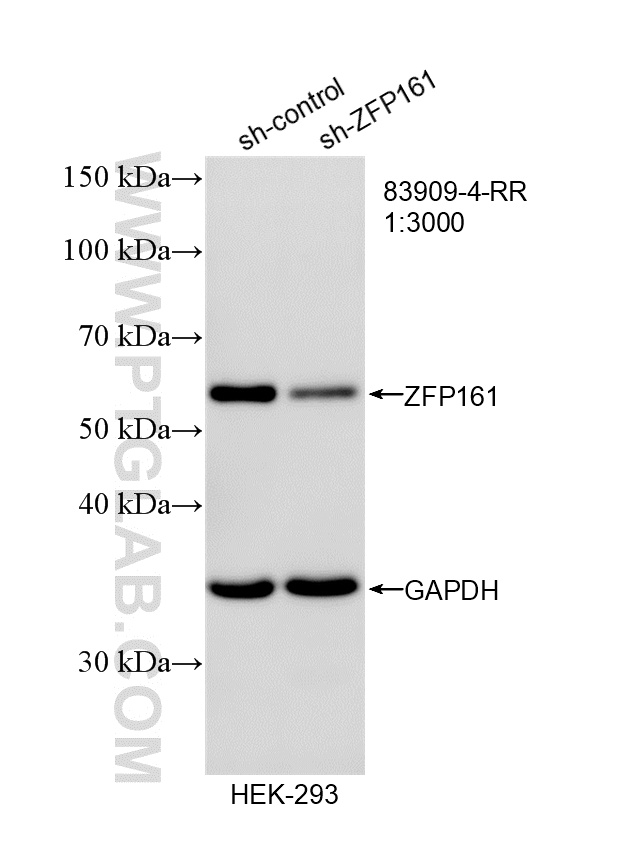 WB analysis of HEK-293 using 83909-4-RR