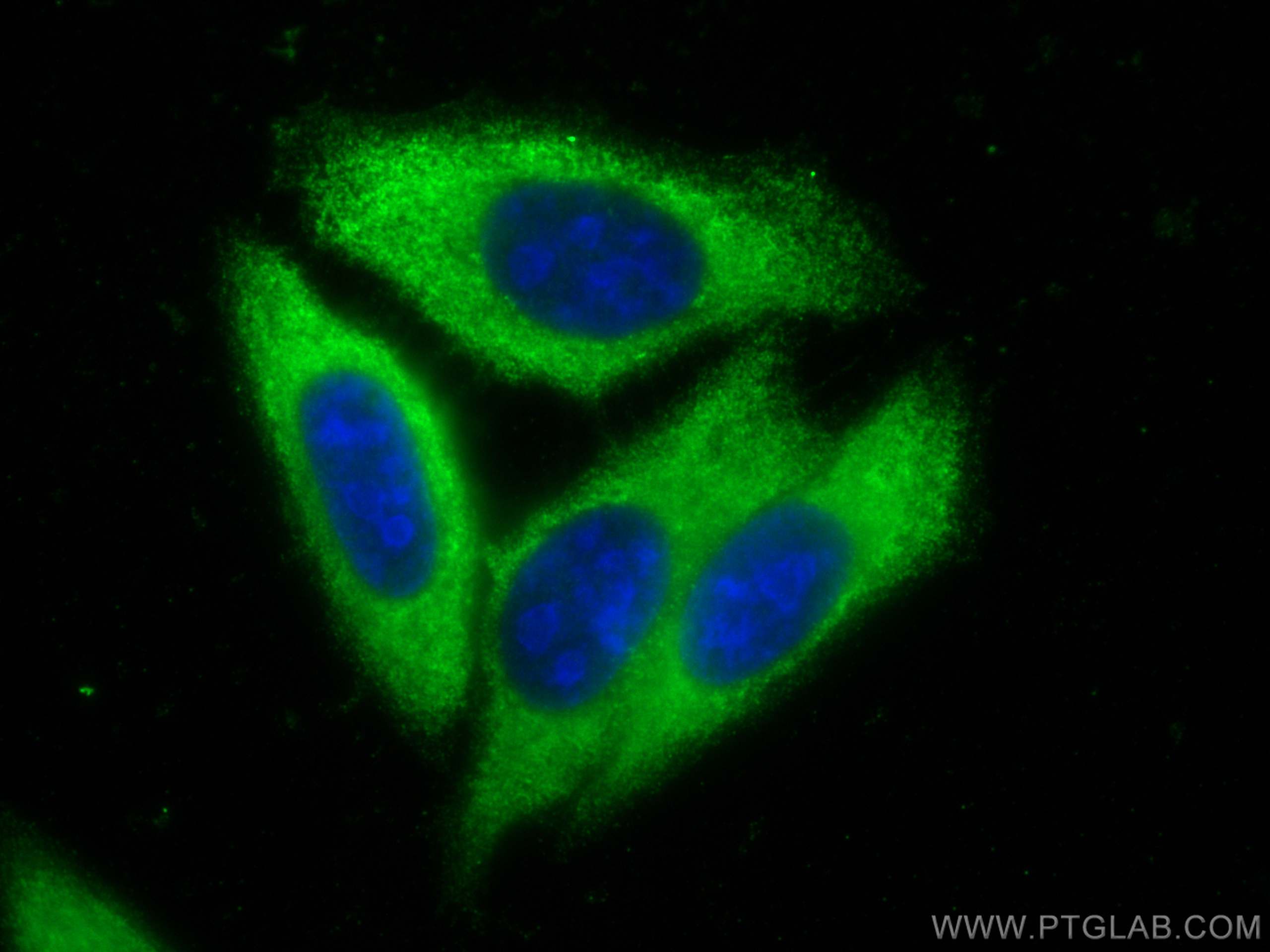 IF Staining of HepG2 using 68038-1-Ig