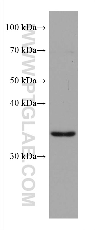 WB analysis of HSC-T6 using 68038-1-Ig