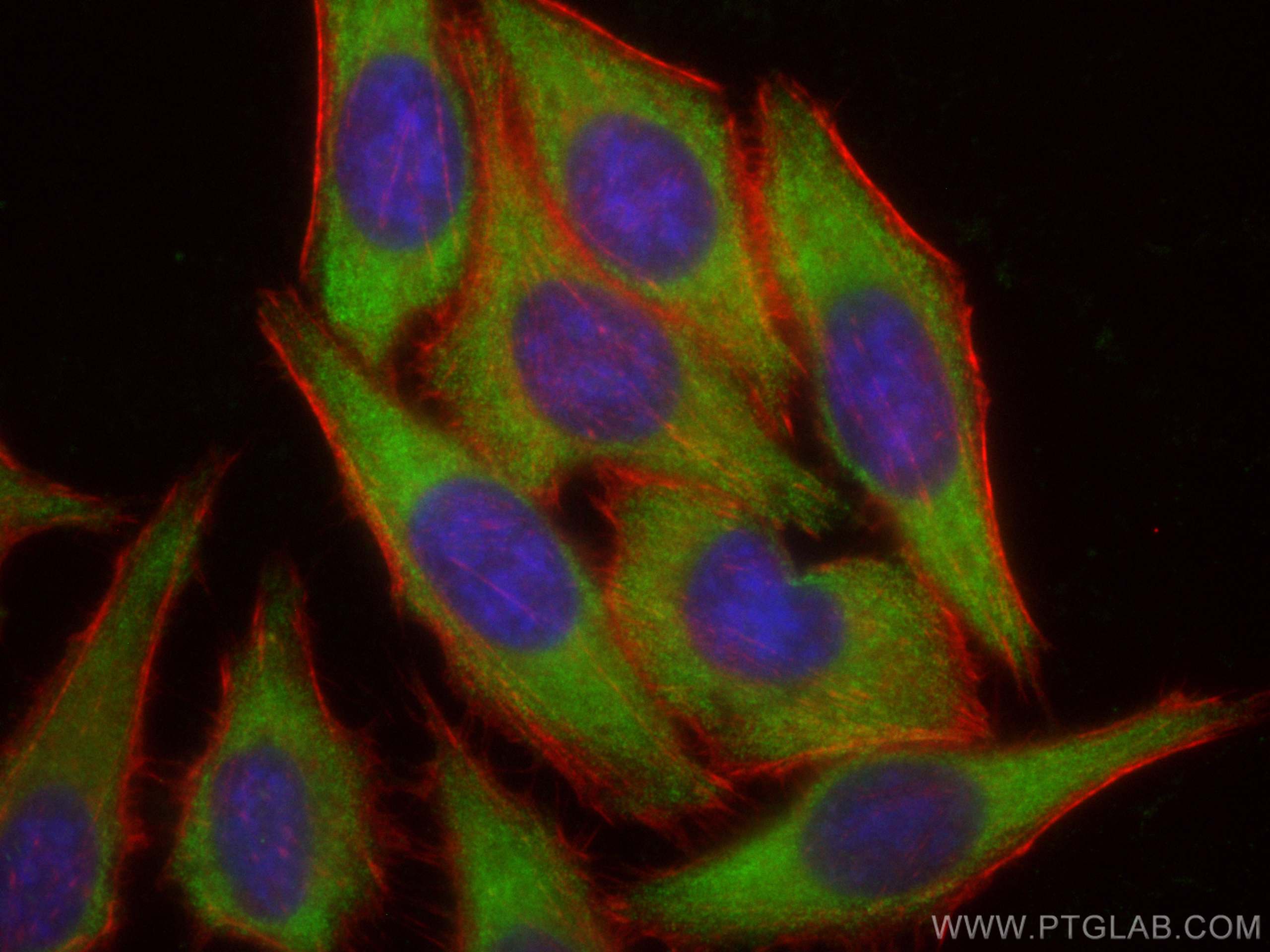 IF Staining of HepG2 using CL488-68038