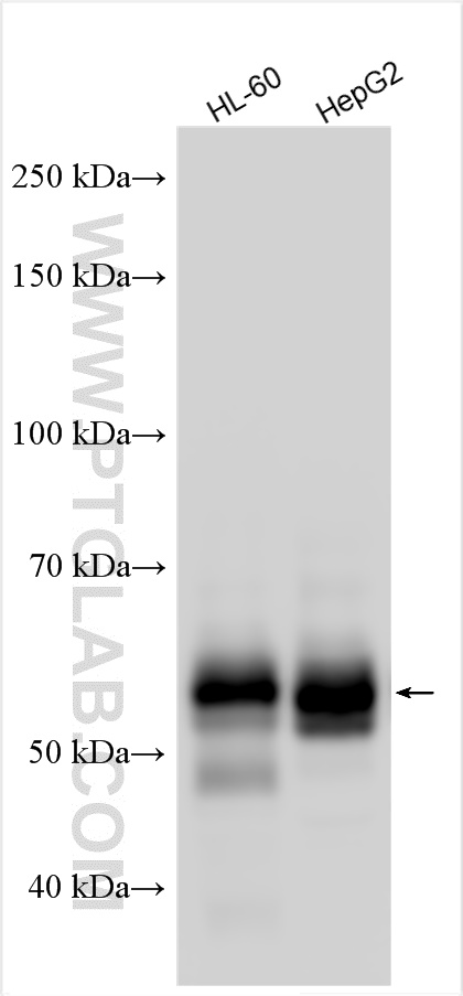 WB analysis using 30640-1-AP (same clone as 30640-1-PBS)