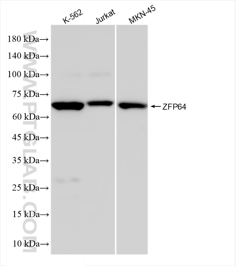 WB analysis using 83825-3-RR (same clone as 83825-3-PBS)