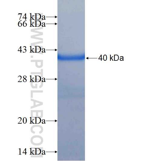 ZFPL1 fusion protein Ag24097 SDS-PAGE