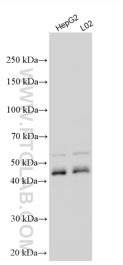WB analysis using 23163-1-AP
