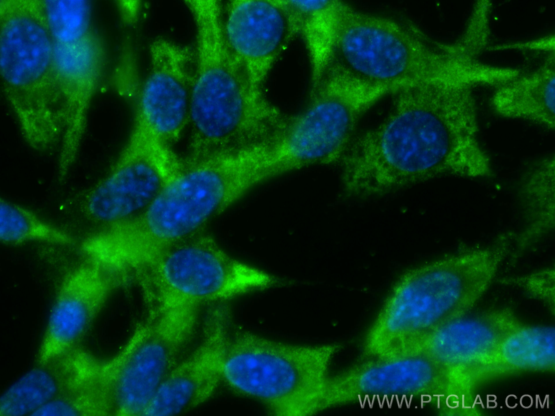 IF Staining of NIH/3T3 using 55418-1-AP