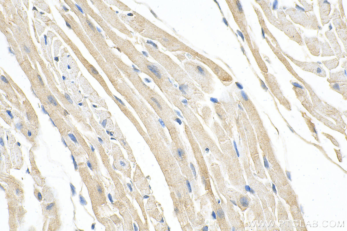 IHC staining of mouse heart using 55418-1-AP