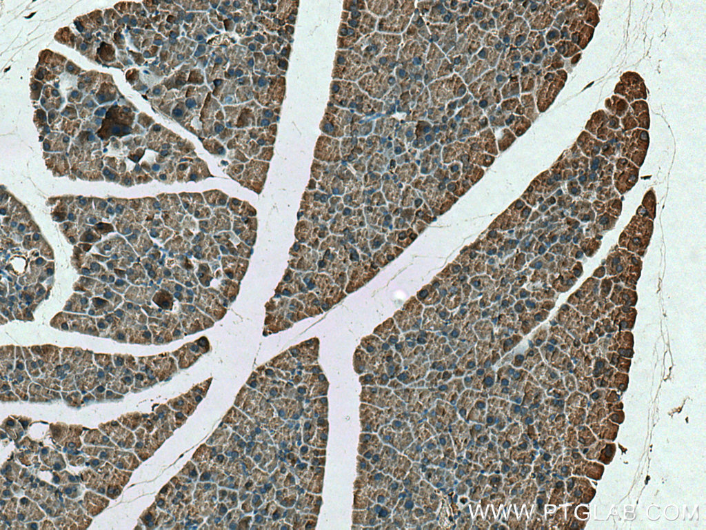 IHC staining of mouse pancreas using 17397-1-AP