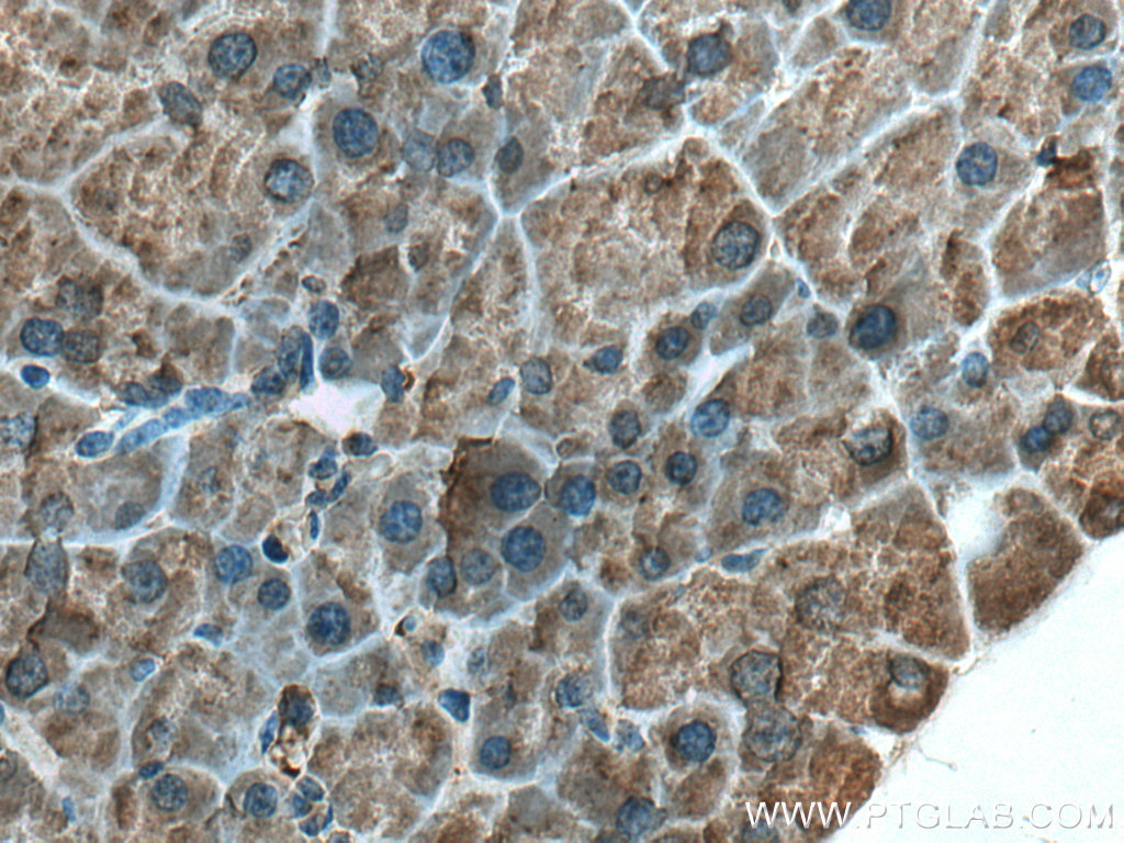 IHC staining of mouse pancreas using 17397-1-AP