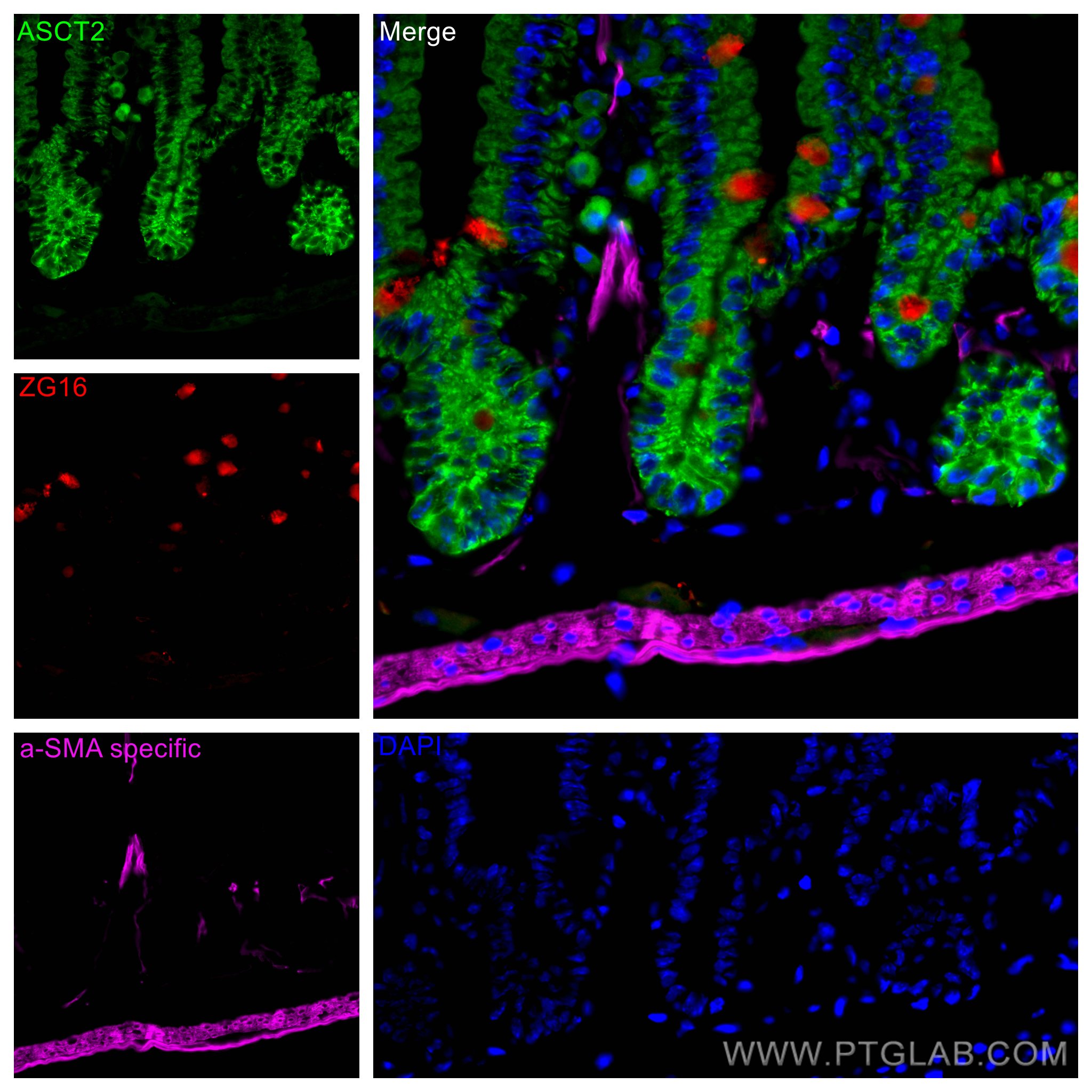 IF Staining of mouse small intestine using 67389-1-Ig