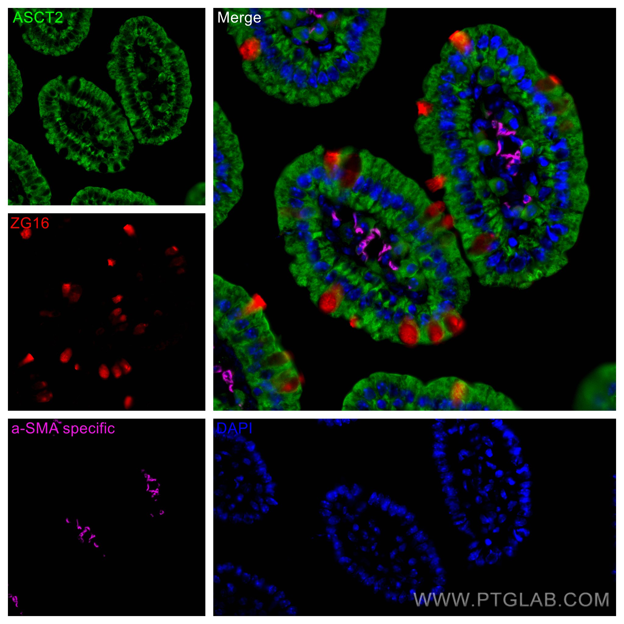 IF Staining of mouse small intestine using 67389-1-Ig