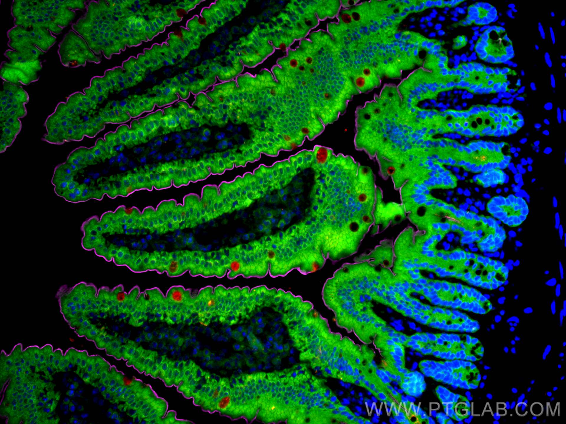 IF Staining of mouse small intestine using CL594-67389