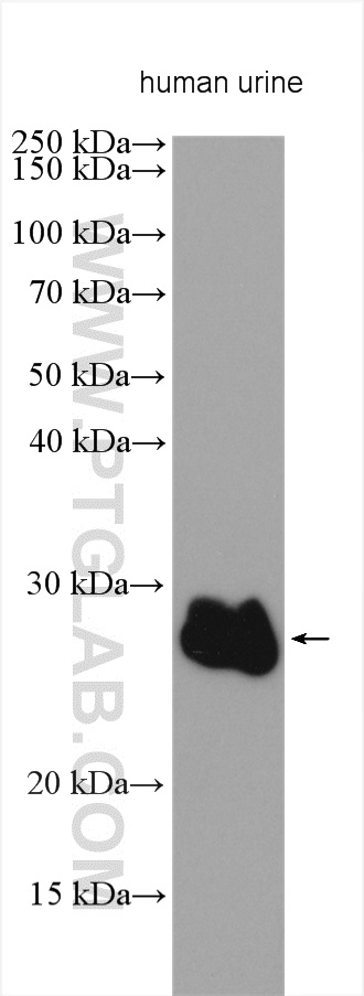 WB analysis using 23803-1-AP