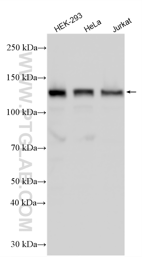 WB analysis using 13903-1-AP