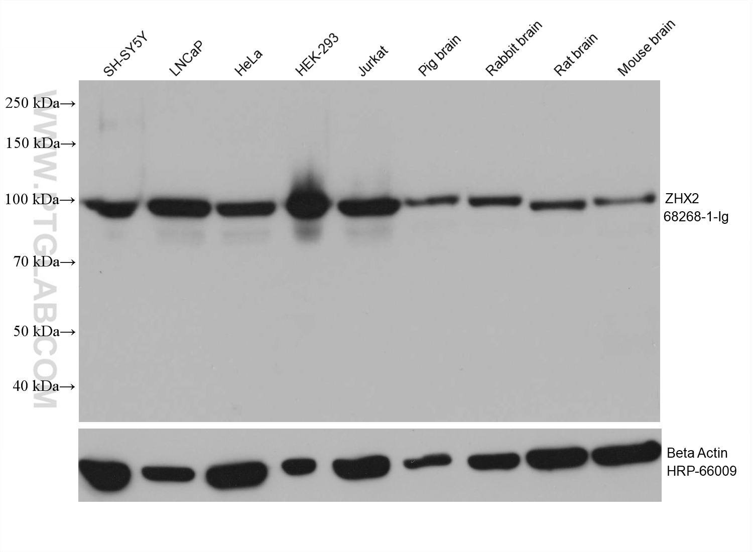 WB analysis using 68268-1-Ig