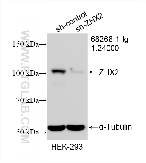 WB analysis of HEK-293 using 68268-1-Ig