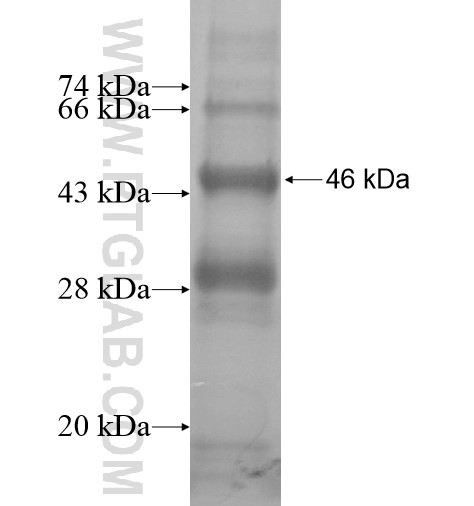 ZIK1 fusion protein Ag15710 SDS-PAGE ZIK1 fusion protein Ag15710 SDS-PAGE
