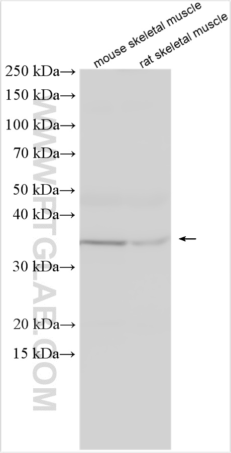 WB analysis using 26496-1-AP