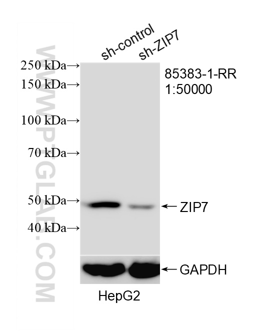 WB analysis of HepG2 using 85383-1-RR