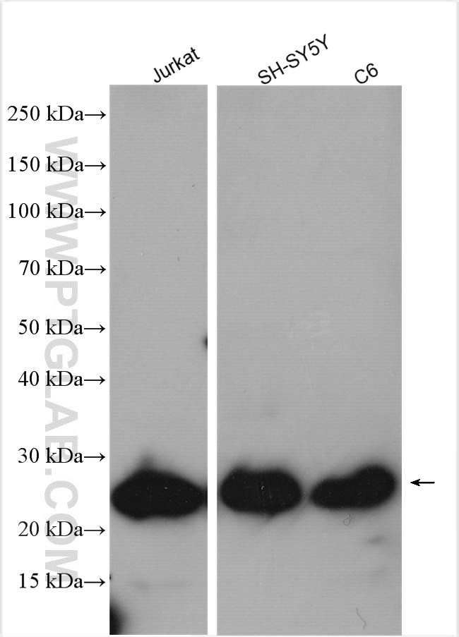 WB analysis using 25819-1-AP