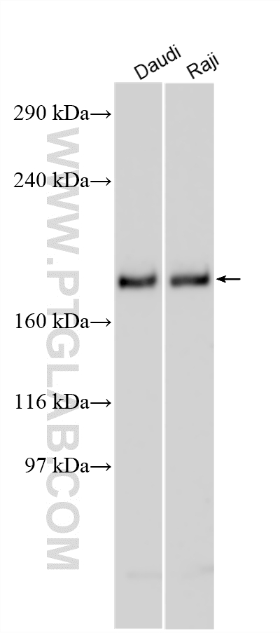 WB analysis using 24112-1-AP