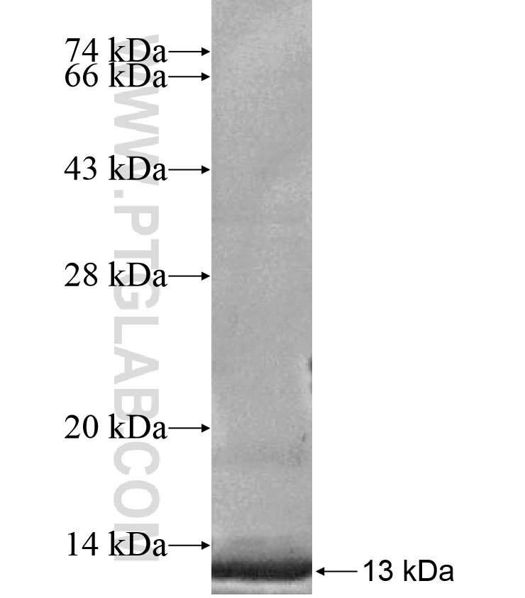 ZNF12 fusion protein Ag17207 SDS-PAGE ZNF12 fusion protein Ag17207 SDS-PAGE
