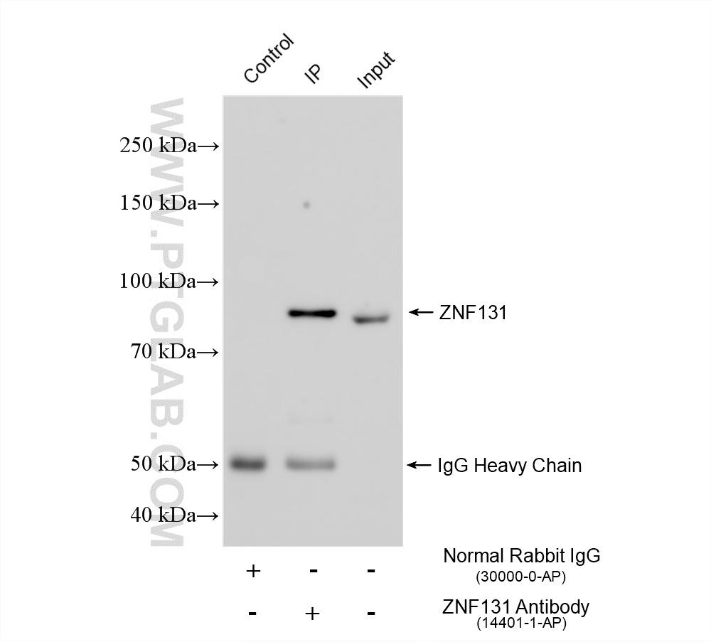 IP experiment of HGC-27 using 14401-1-AP