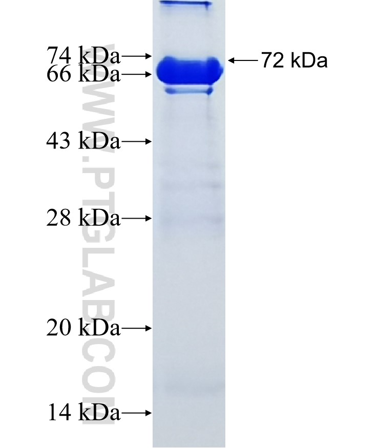 ZNF131 fusion protein Ag5585 SDS-PAGE